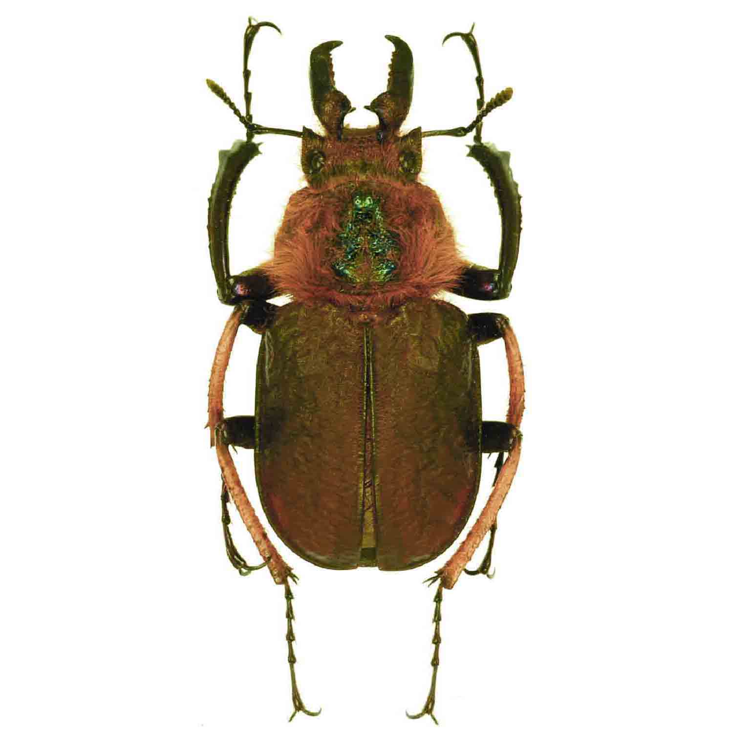 Ecuador Sphaenognathus kolbei 34mm Genus Sphaenognathus
